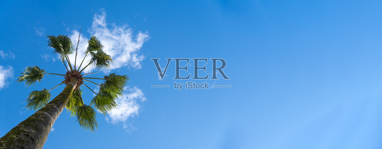 在一个阳光明媚的日子里，一棵绿色的棕榈树在蓝天白云的映衬下的特写镜头。横幅照片摄影图片