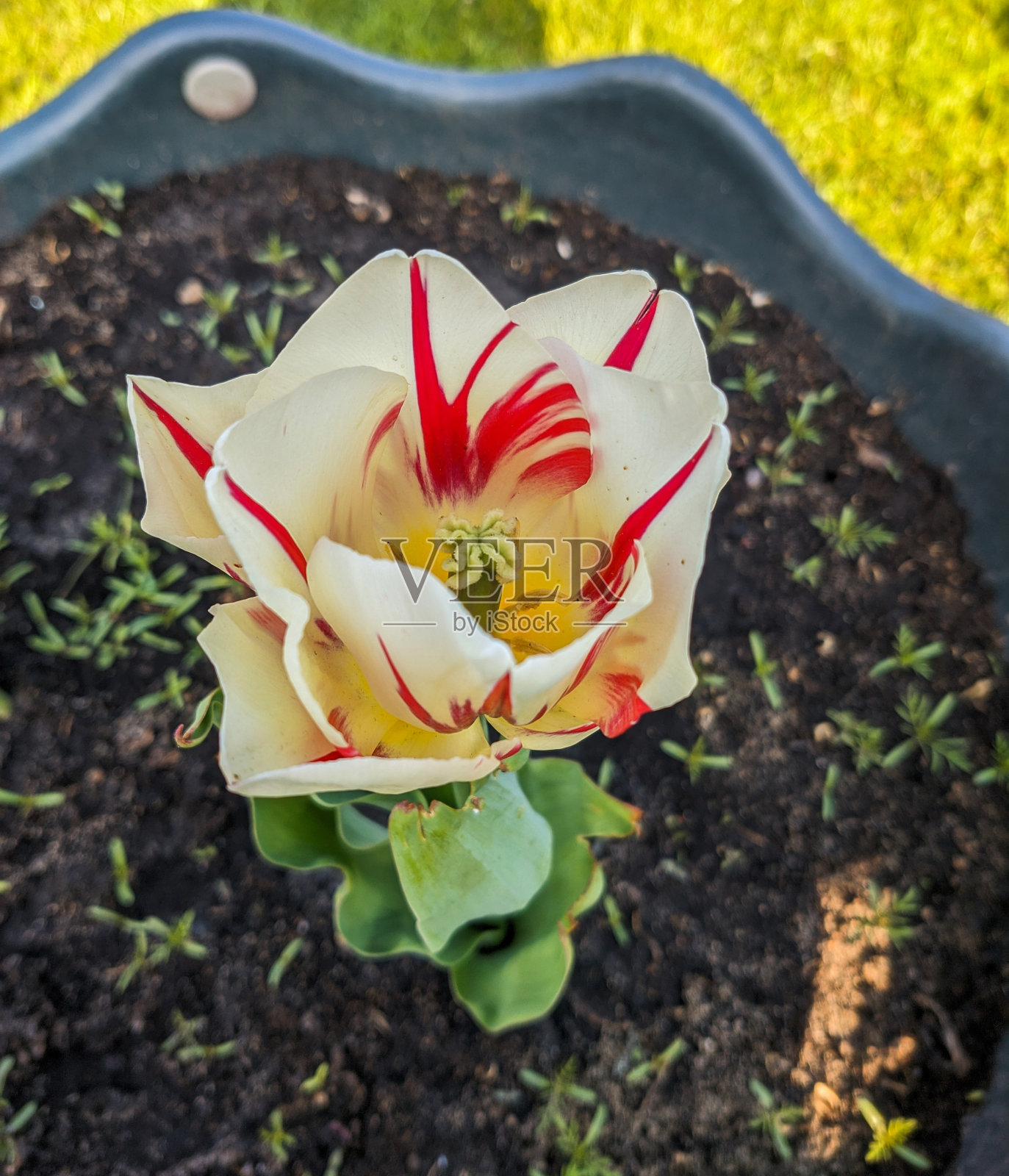 花园里的郁金香是白色和红色的照片摄影图片