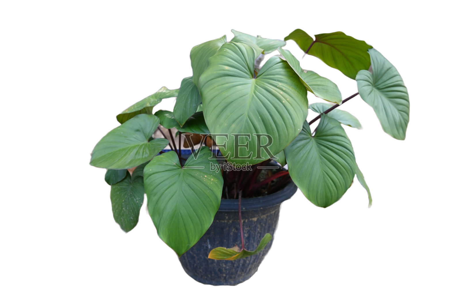 Homalomena得照片摄影图片