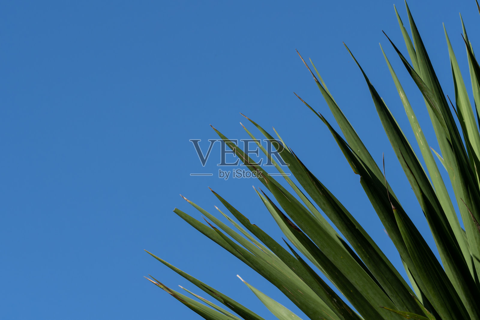 新西兰卷心菜树的尖叶在蓝天的映衬下扇动照片摄影图片