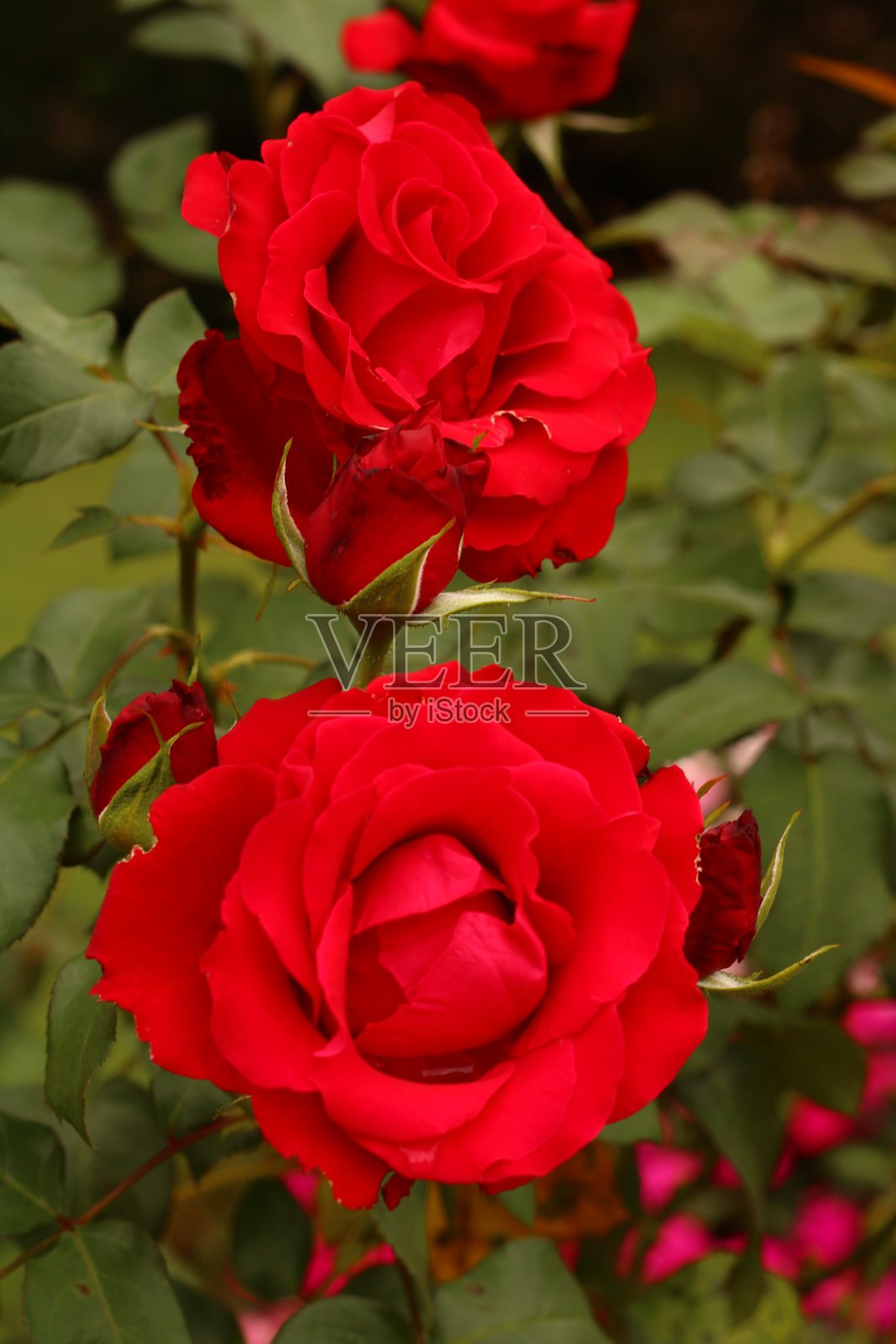 花园里的红玫瑰照片摄影图片