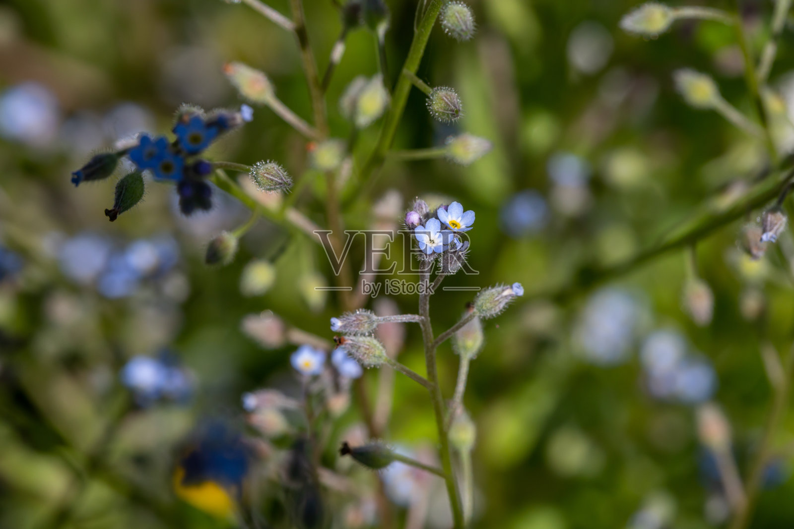 盛开勿忘我花在绿色背景微距摄影。照片摄影图片