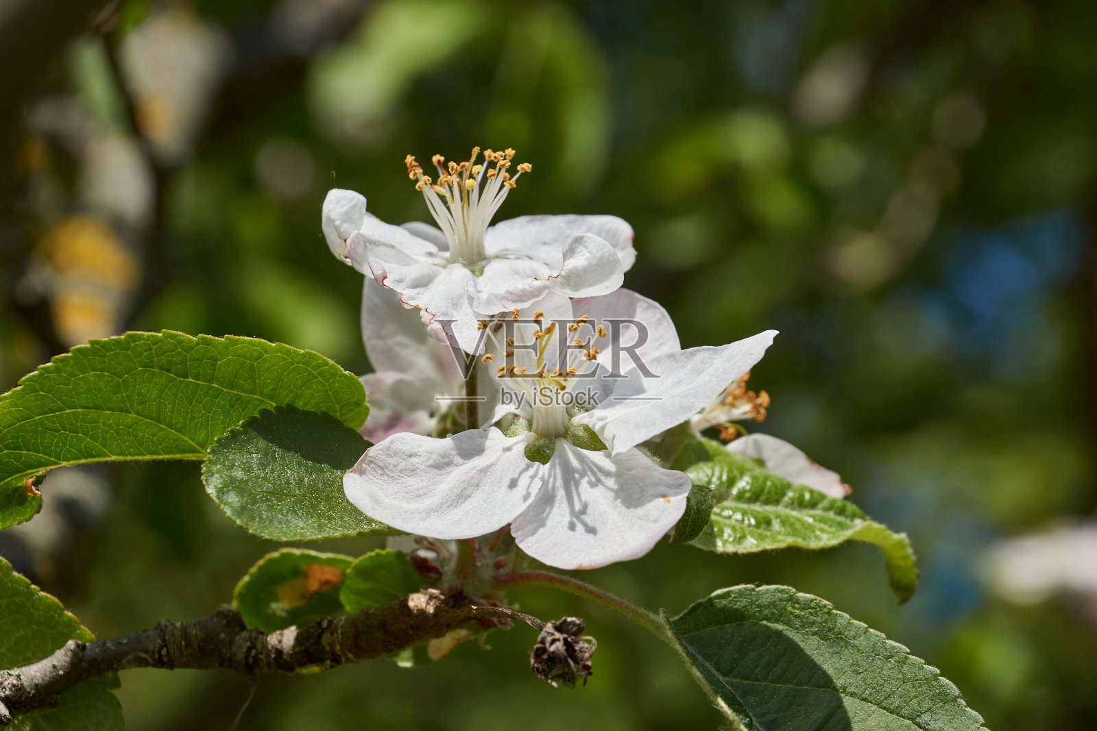 苹果花的背景是树冠和蓝天。照片摄影图片