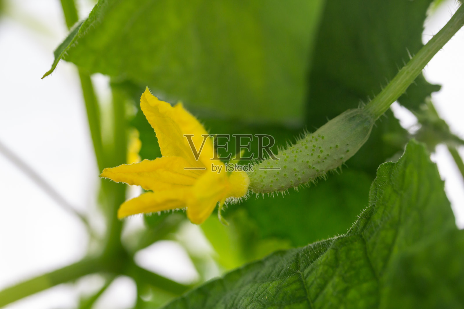 黄黄瓜花在一个阳光明媚的夏日微距摄影。照片摄影图片