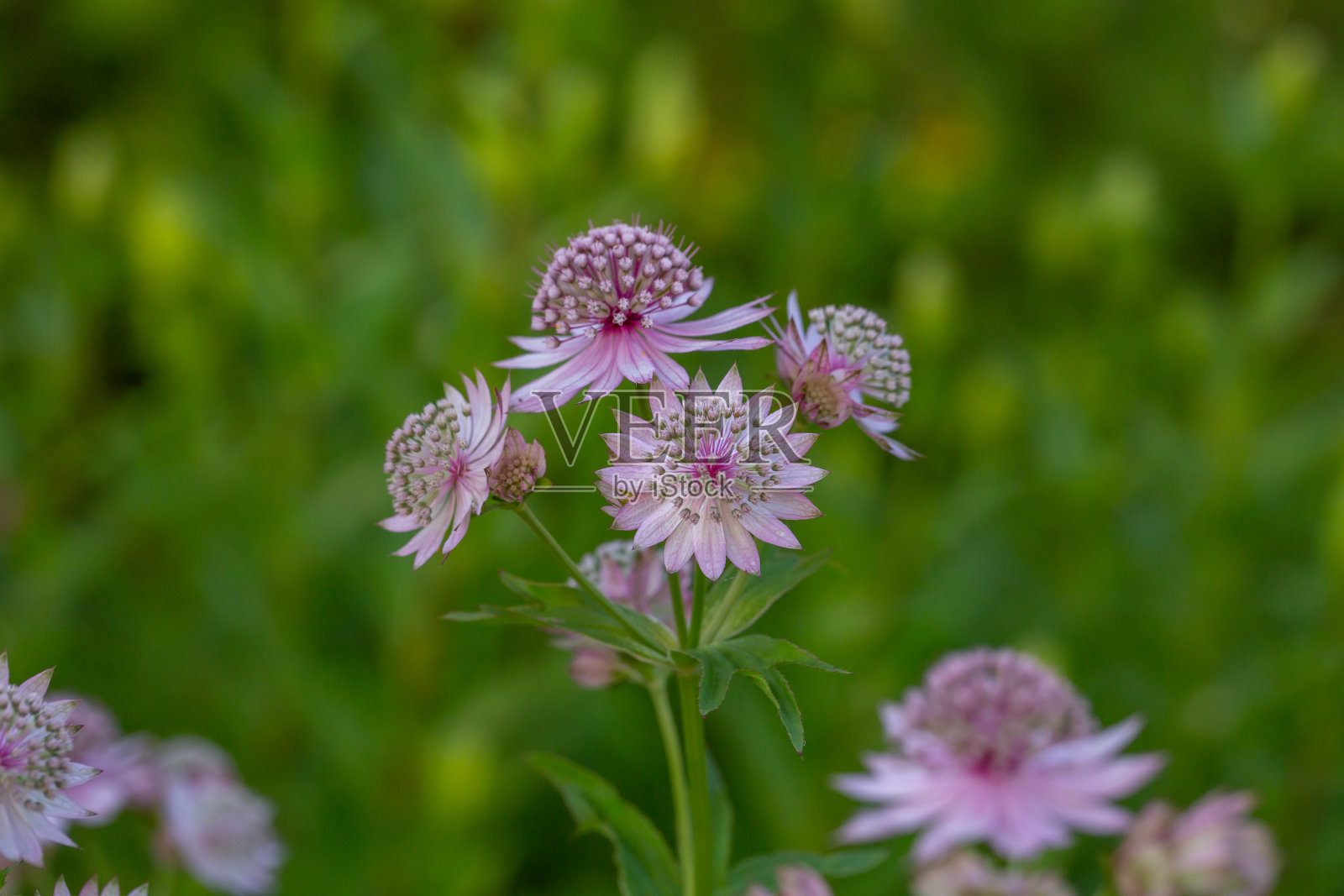 盛开的粉红色阿斯特兰花在绿色背景的特写照片在夏天。照片摄影图片