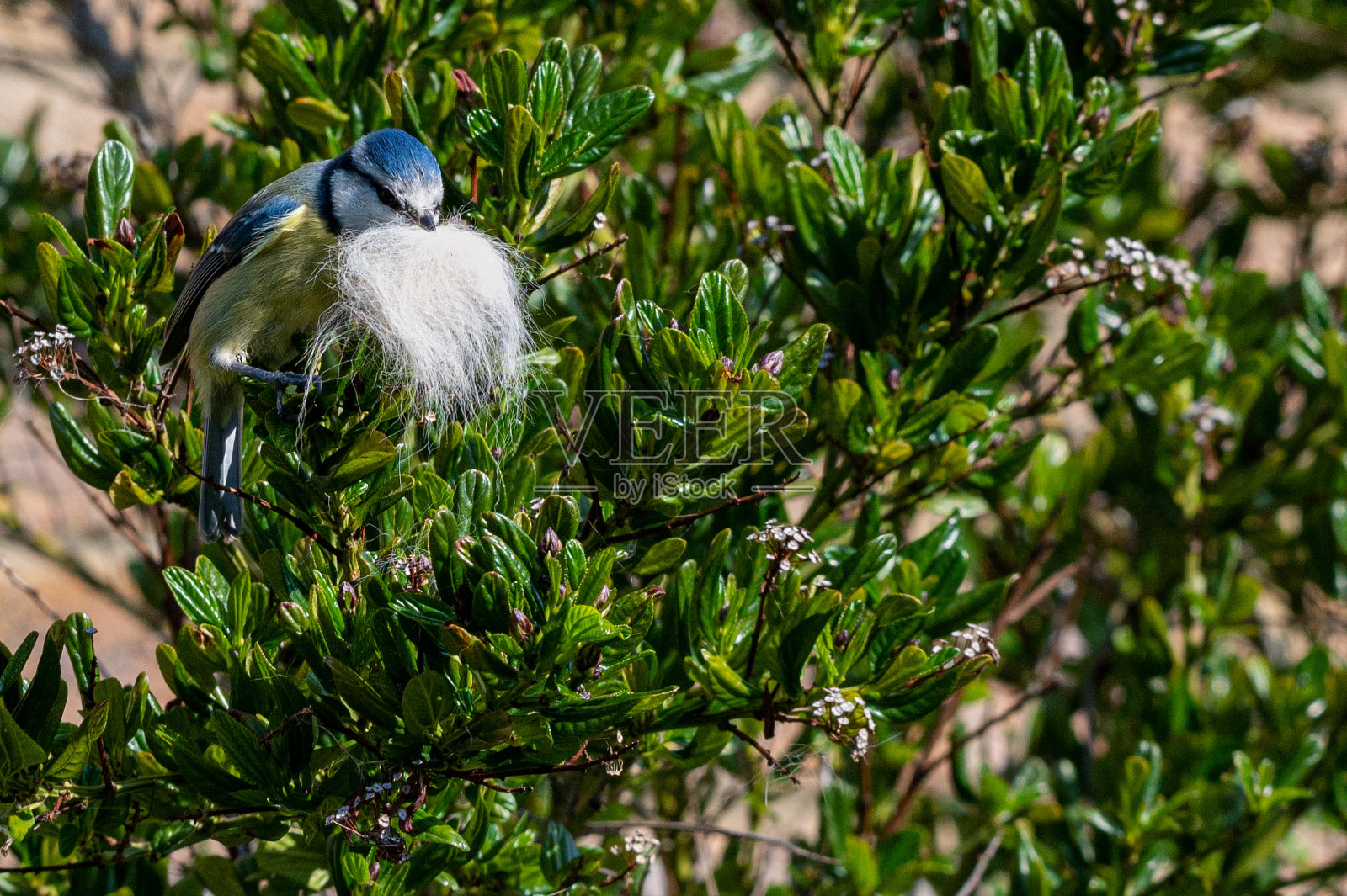 蓝山雀，蓝藻，筑巢和收集加州紫丁香丛刷猫毛照片摄影图片
