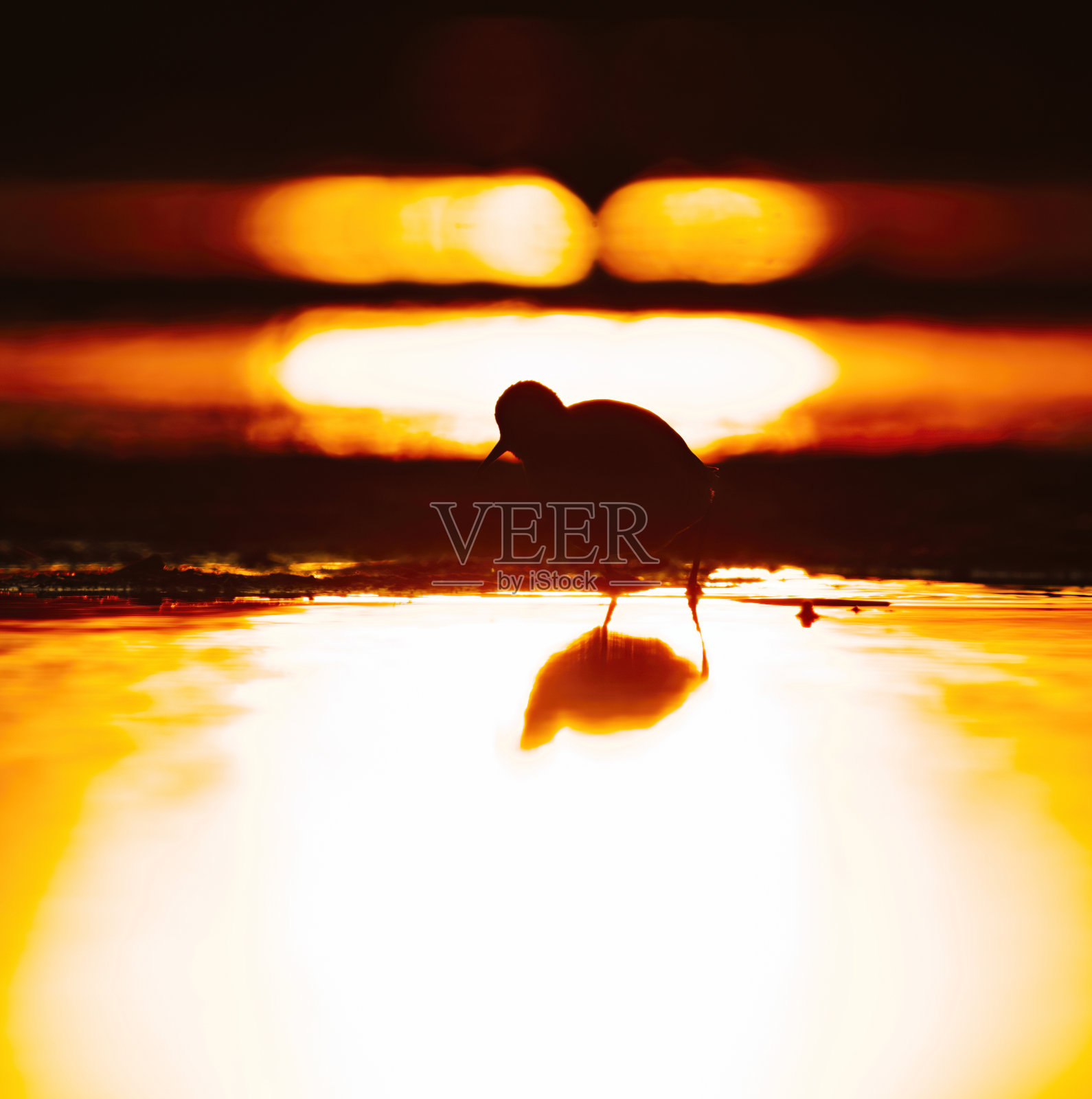 春暮时分，鹬在湿地剪影觅食。照片摄影图片