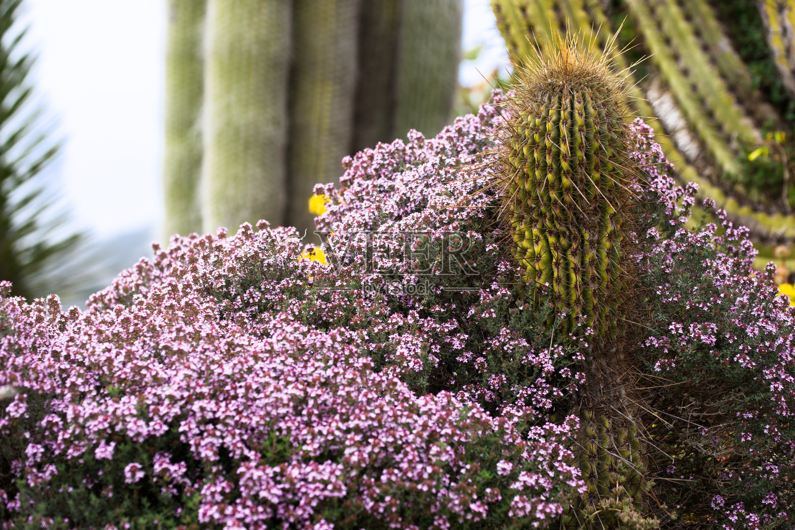 盛开的百里香(thyymus vulgaris)和仙人掌照片摄影图片