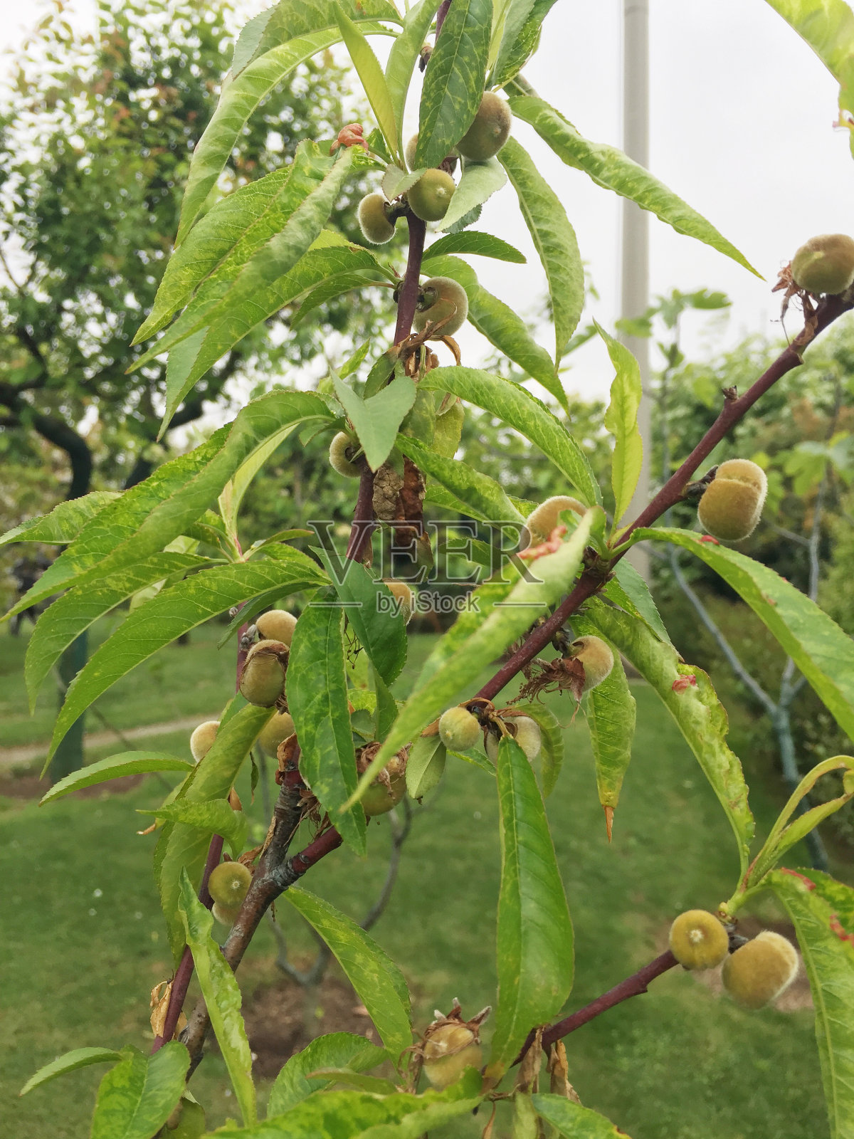 长在树枝上的桃子照片摄影图片