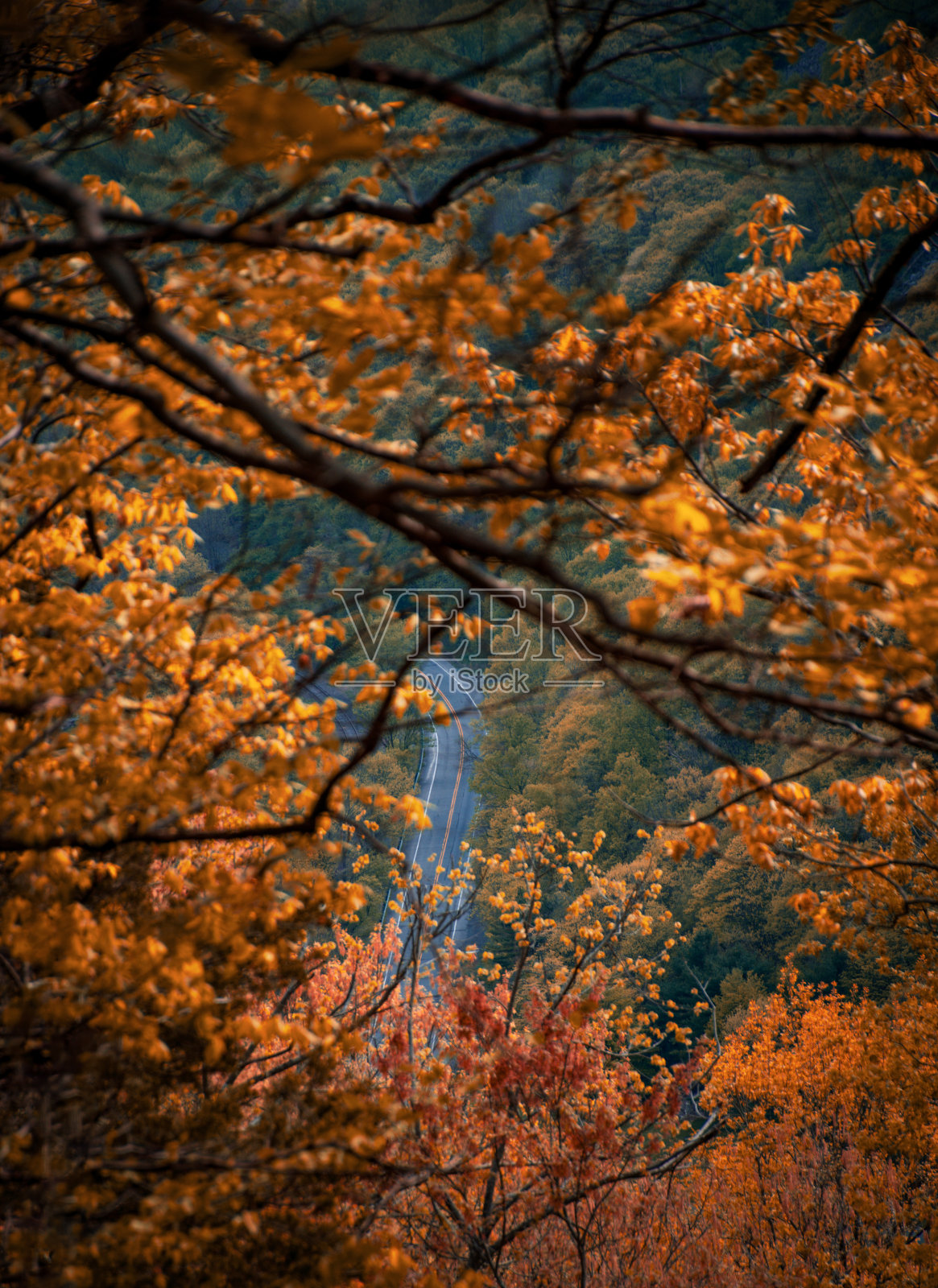 秋叶看着一条路照片摄影图片