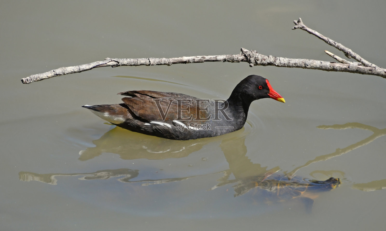 池塘里的加利奴乐照片摄影图片