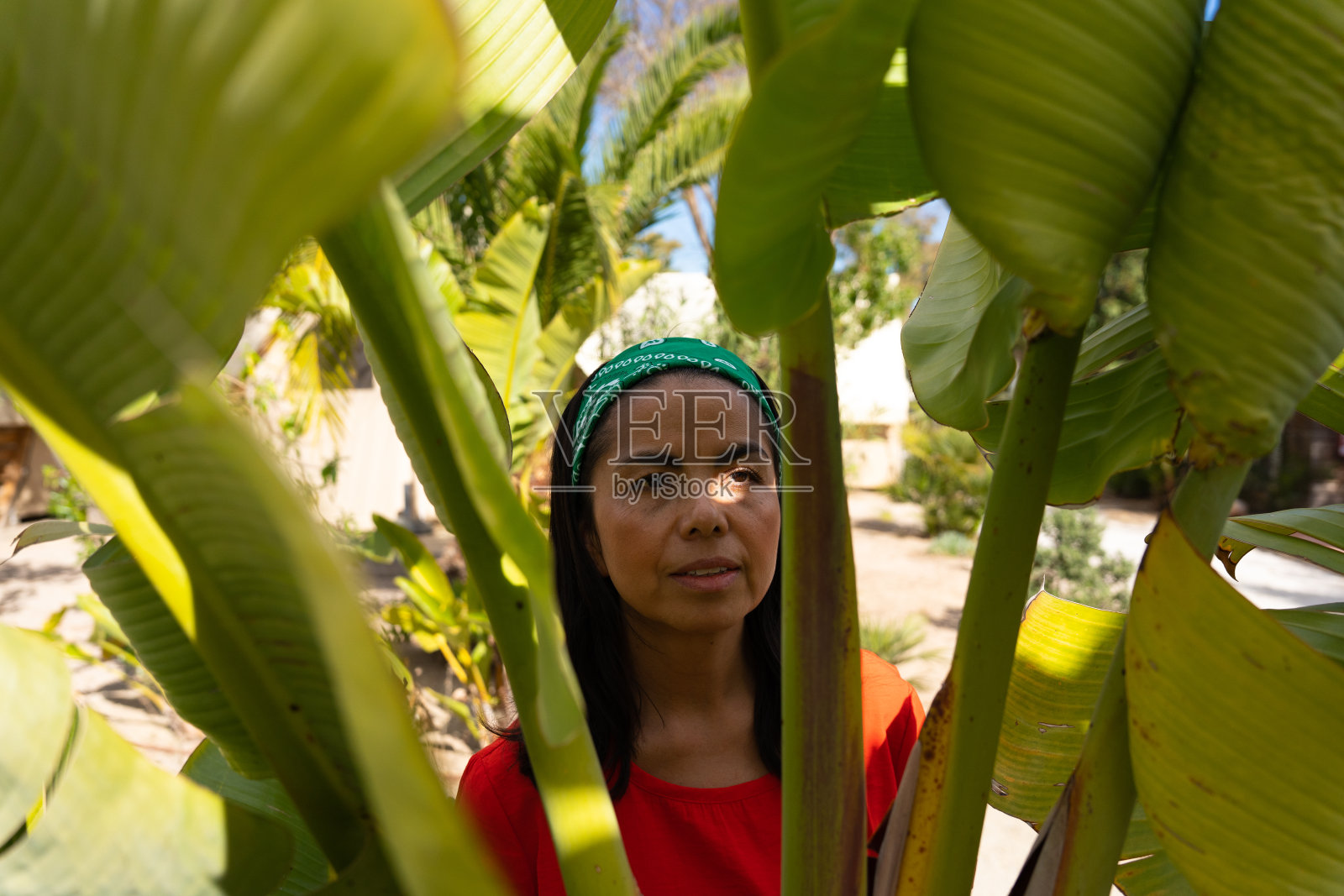 一名拉丁妇女在芭蕉叶和热带景观之间保护自己免受阳光的照射。照片摄影图片