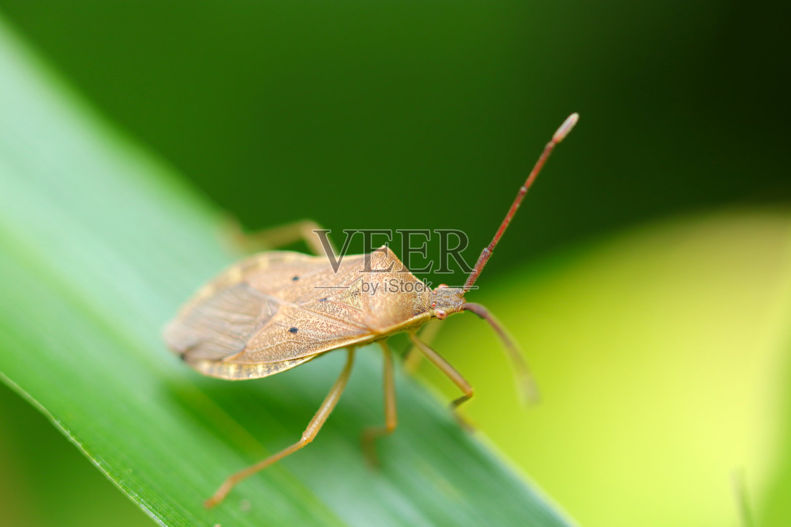 竹叶上的盾虫、独角角虫(Hoshiharabirokamemushi)(阳光明媚的户外特写微距照片)照片摄影图片