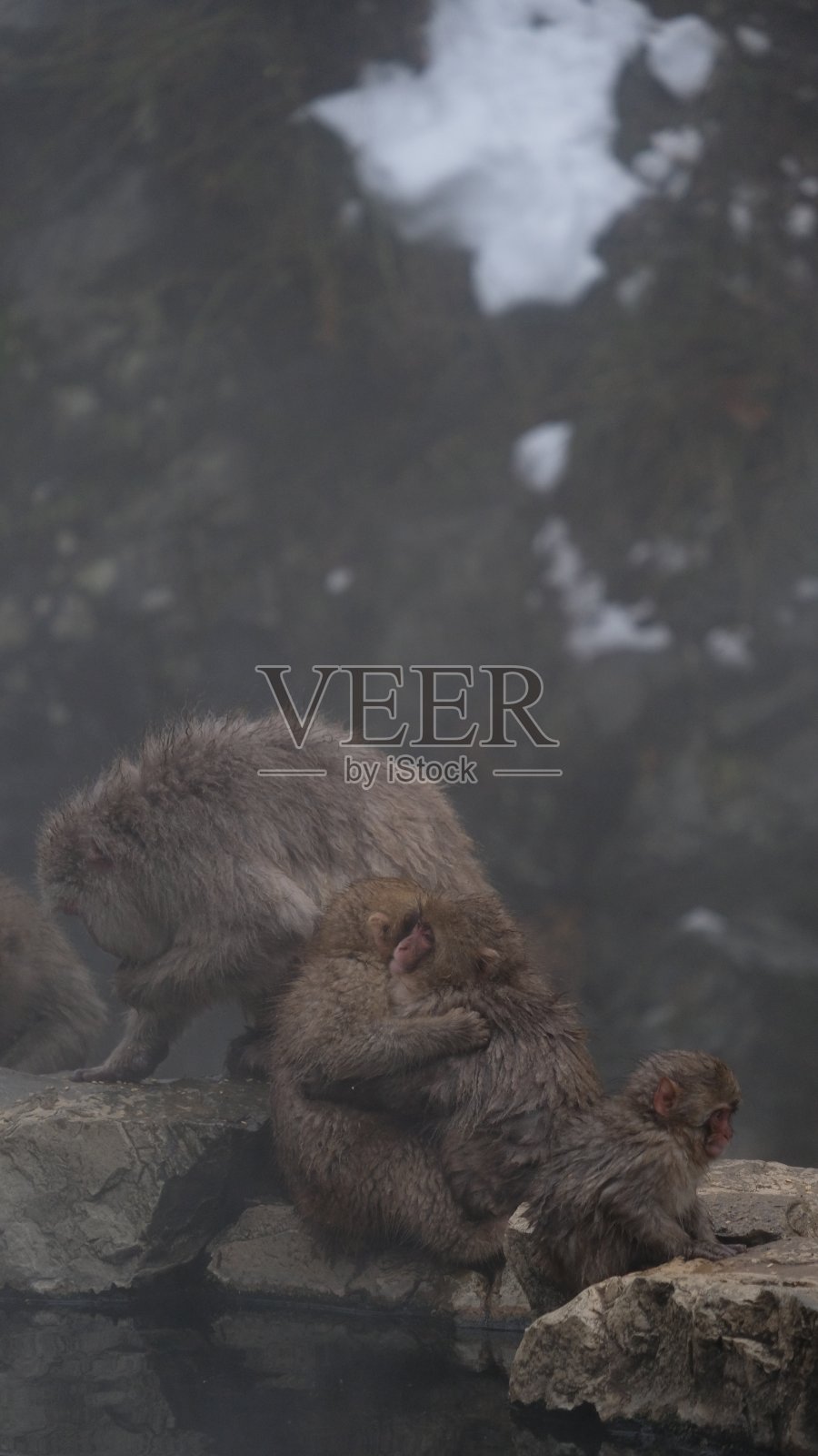 一群雪猴泡在温泉里照片摄影图片