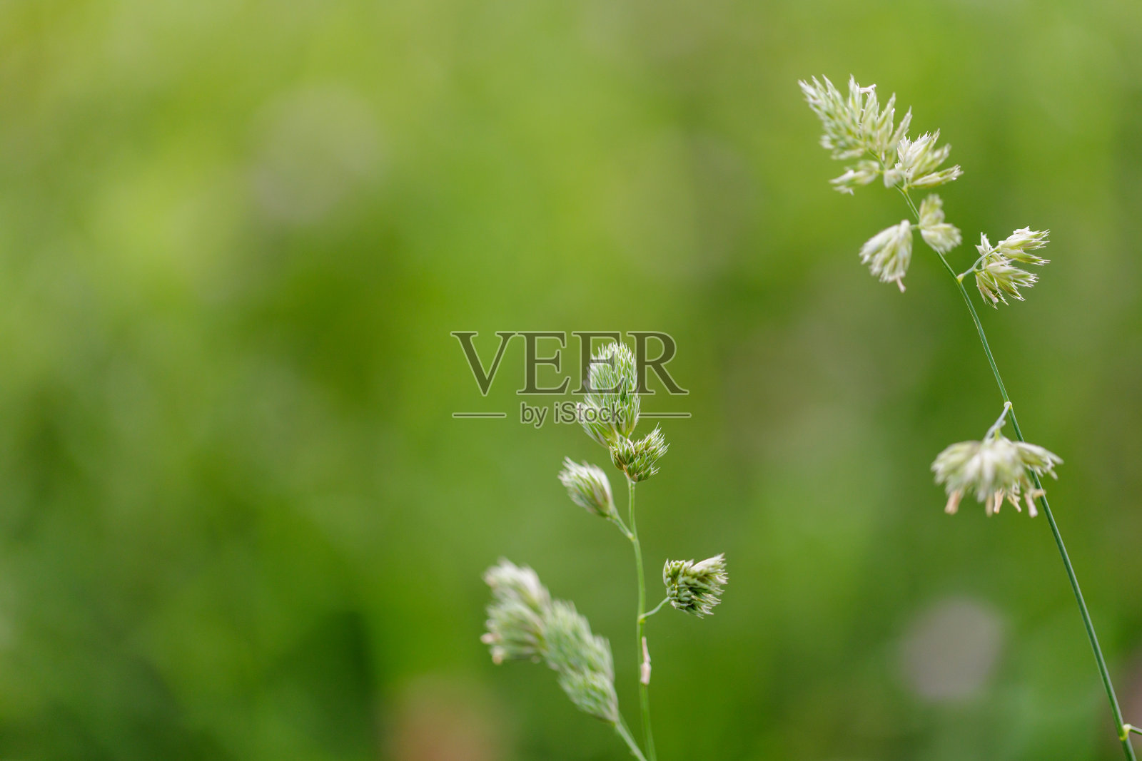 在草地上照片摄影图片