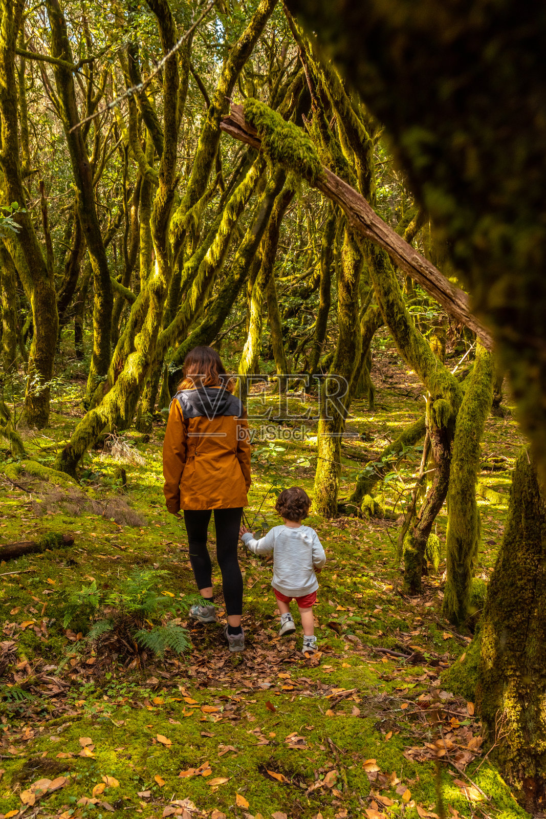 母子俩在加那利群岛戈梅拉的加拉约奈自然公园徒步旅行时看着树木照片摄影图片