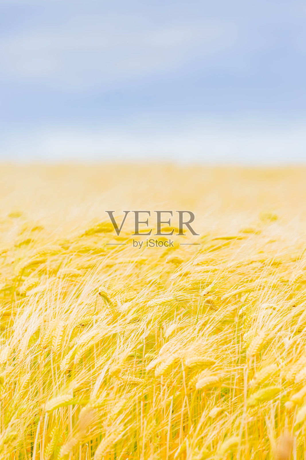 北海道富良野，春天的麦田和蓝天白云照片摄影图片