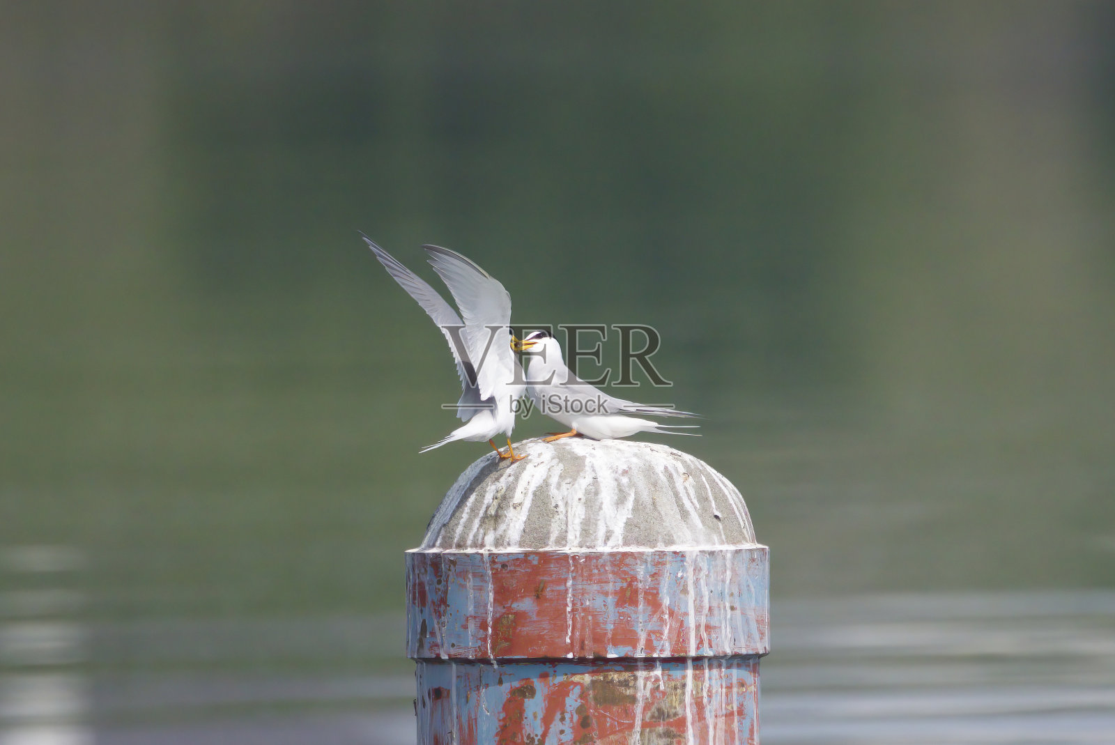 繁殖季节的一对小燕鸥。照片摄影图片