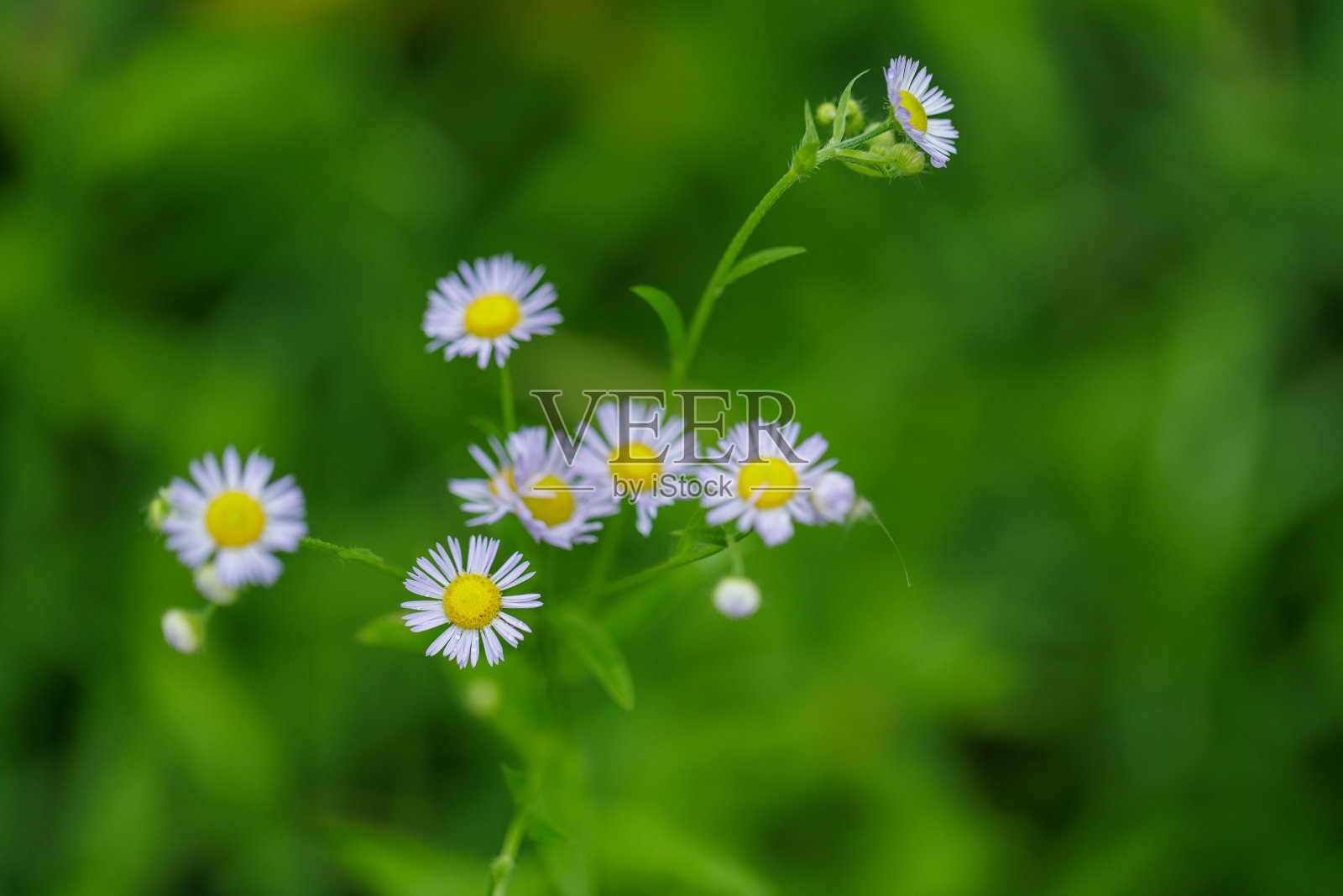 花照片摄影图片
