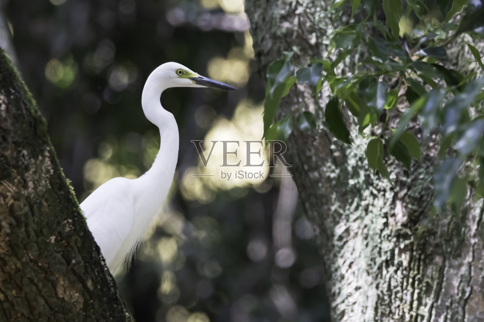 一只白鹭栖息在树上照片摄影图片