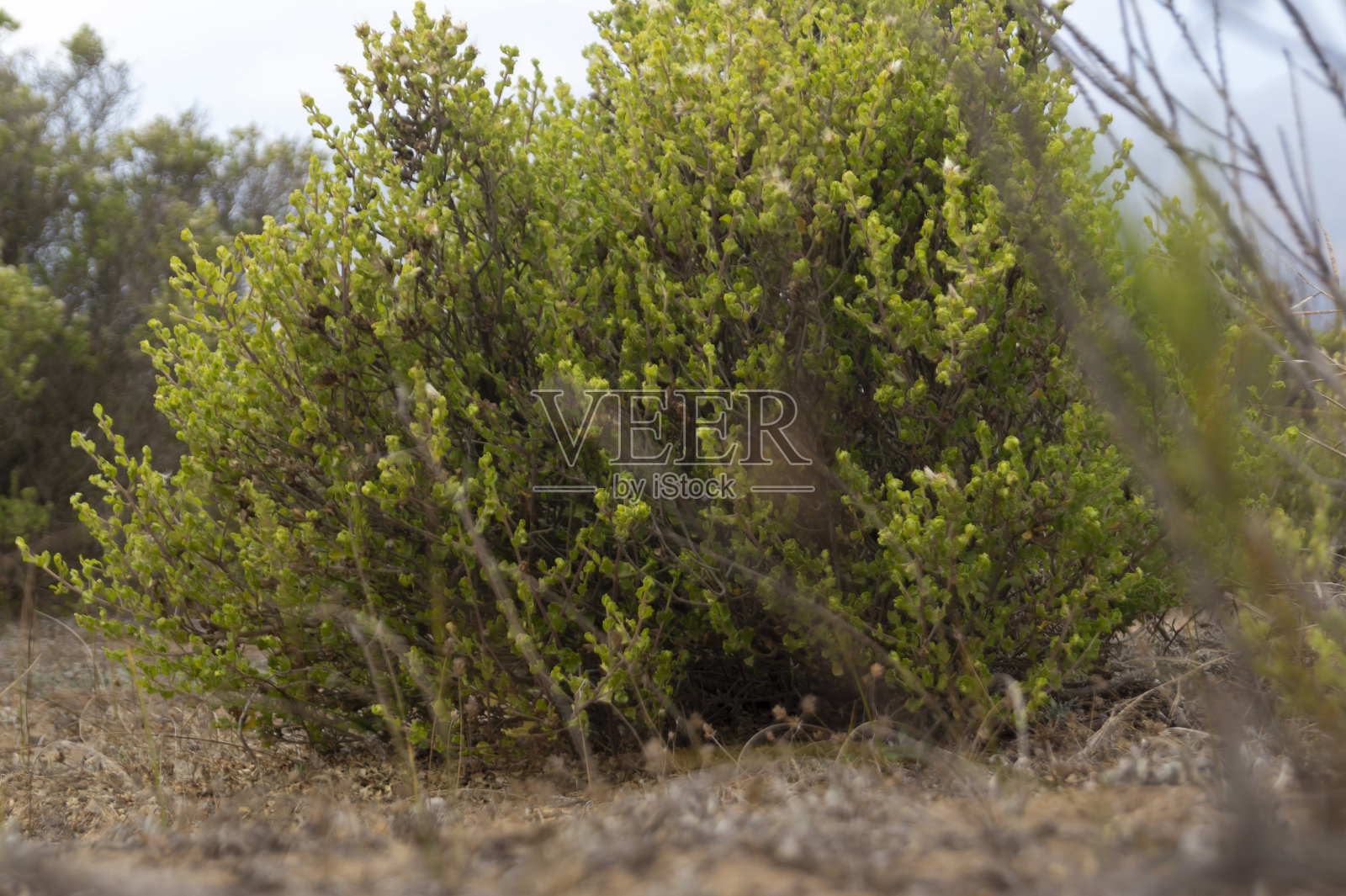 风中的草照片摄影图片