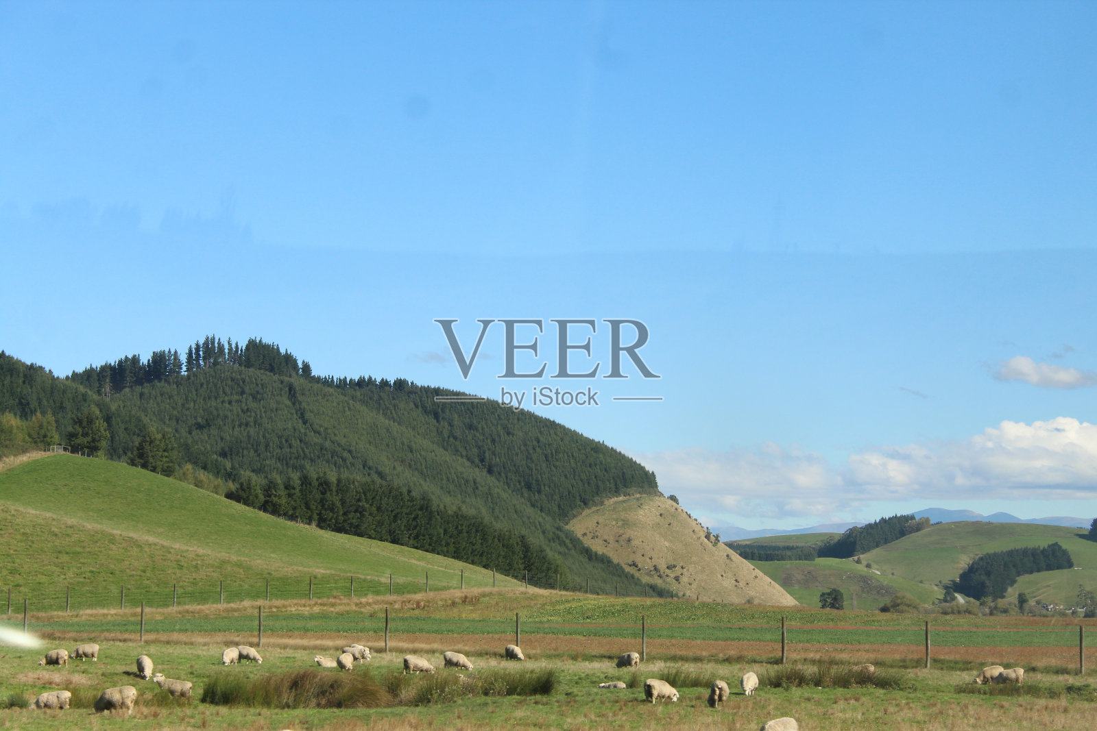 绵羊农场照片摄影图片