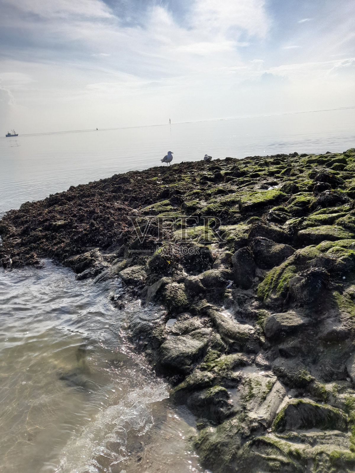 长满青苔的海岸照片摄影图片