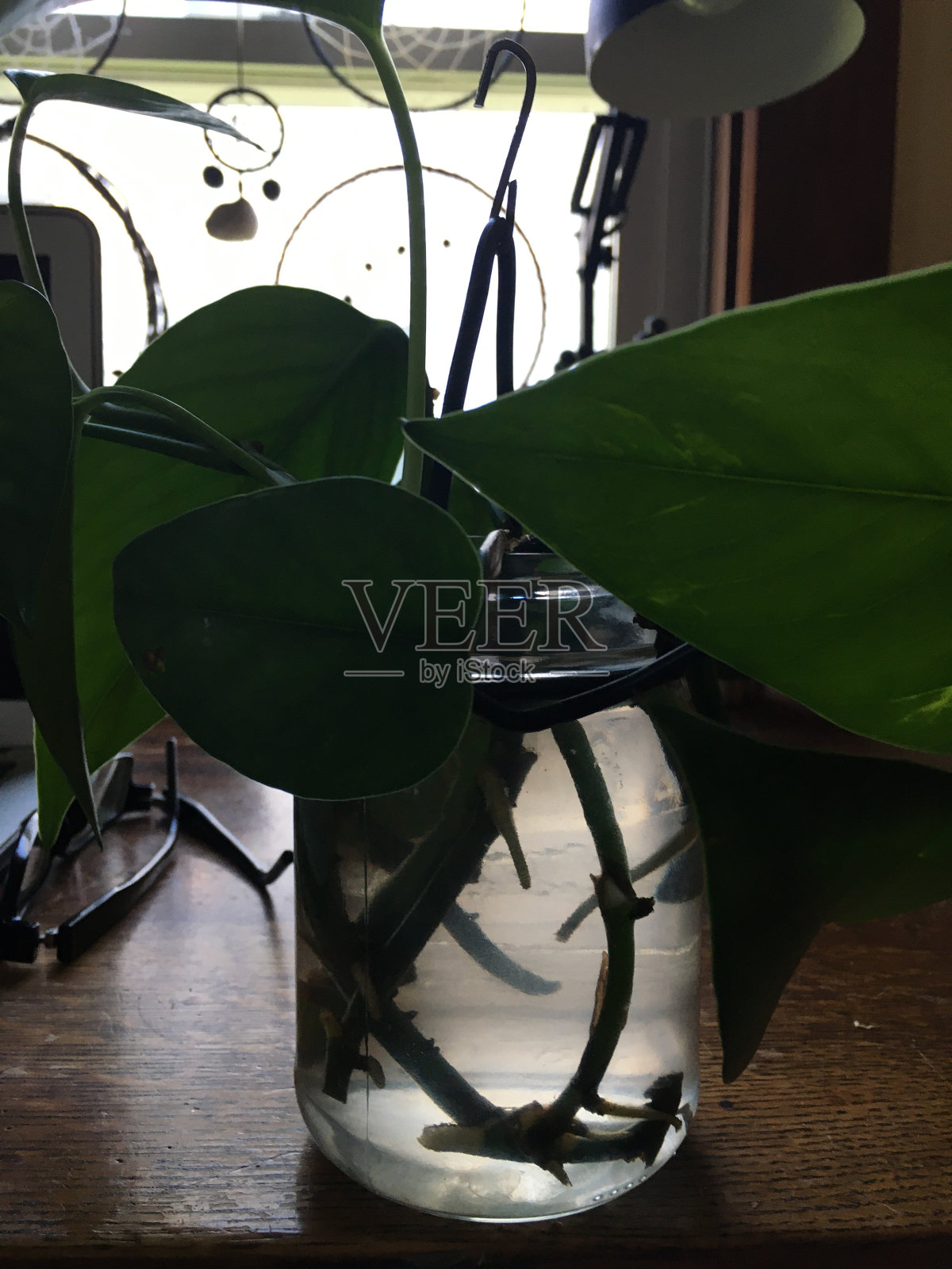 在水中生根的植物插枝照片摄影图片