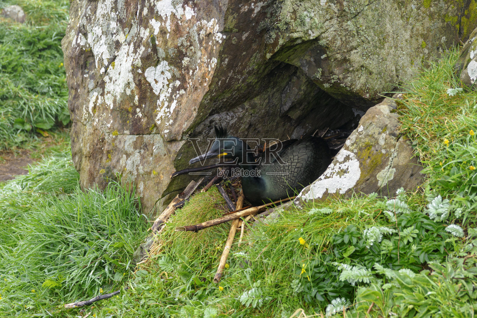 在苏格兰伦加岛筑巢的长尾鸟(长尾鸟)照片摄影图片