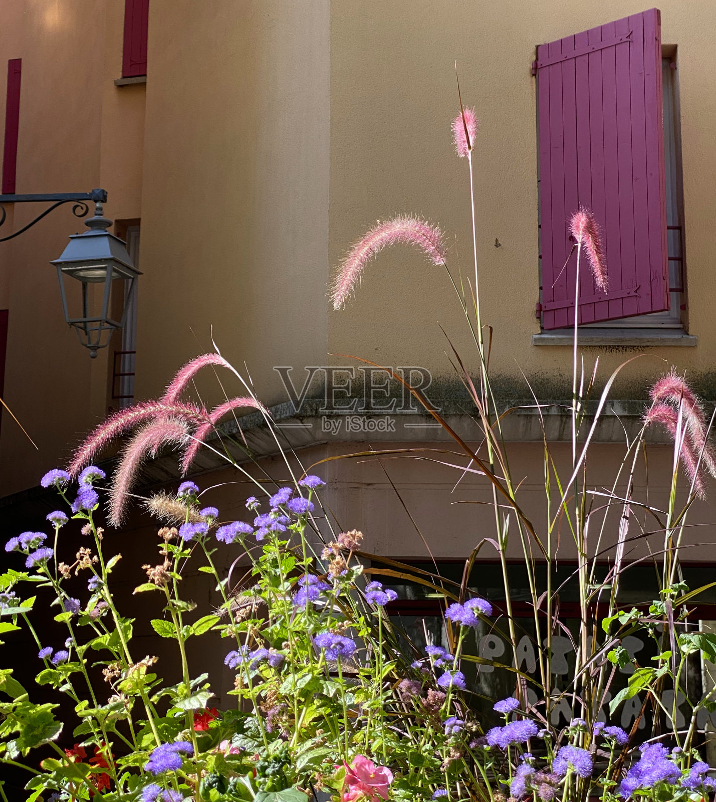 鲜花和百叶窗照片摄影图片