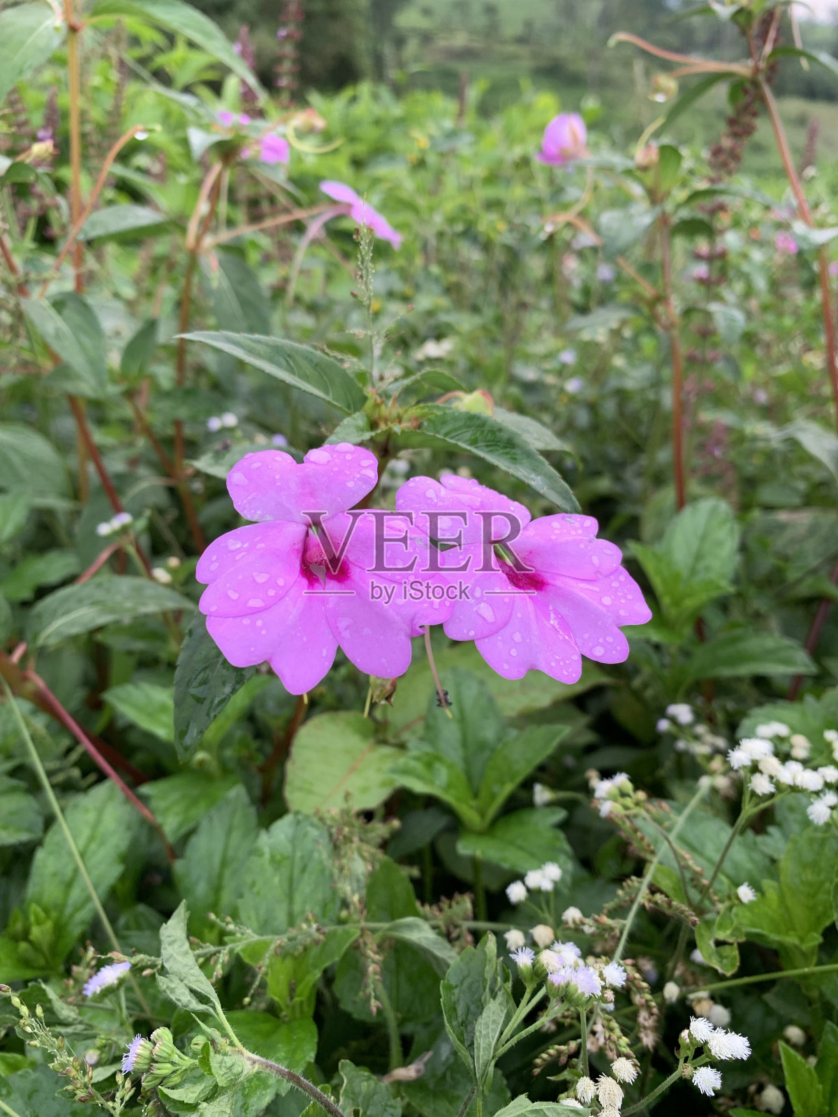 野花照片摄影图片