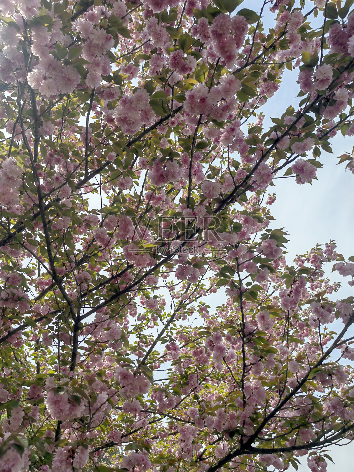 春天花园里盛开的花树。照片摄影图片