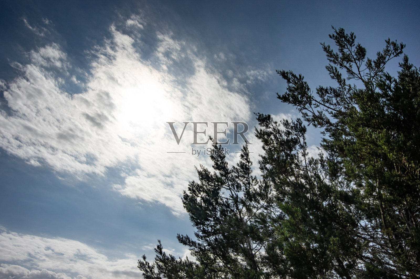 云景和杜松照片摄影图片