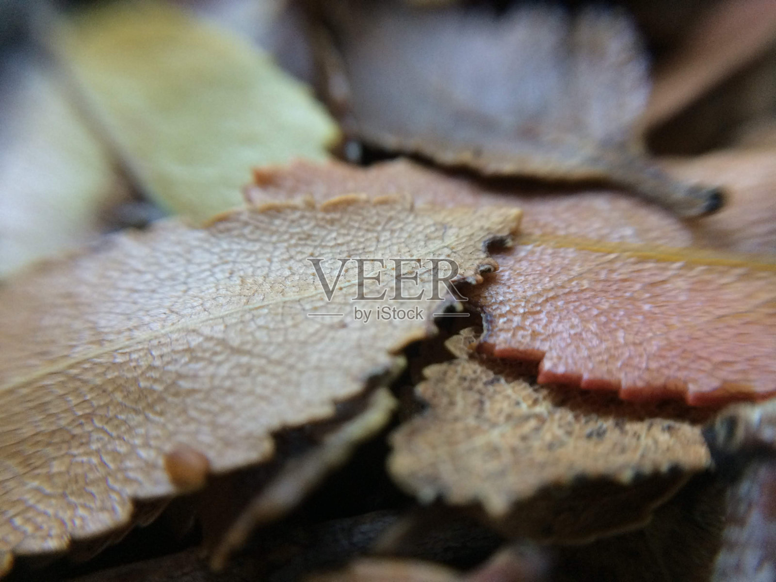 自然之美照片摄影图片