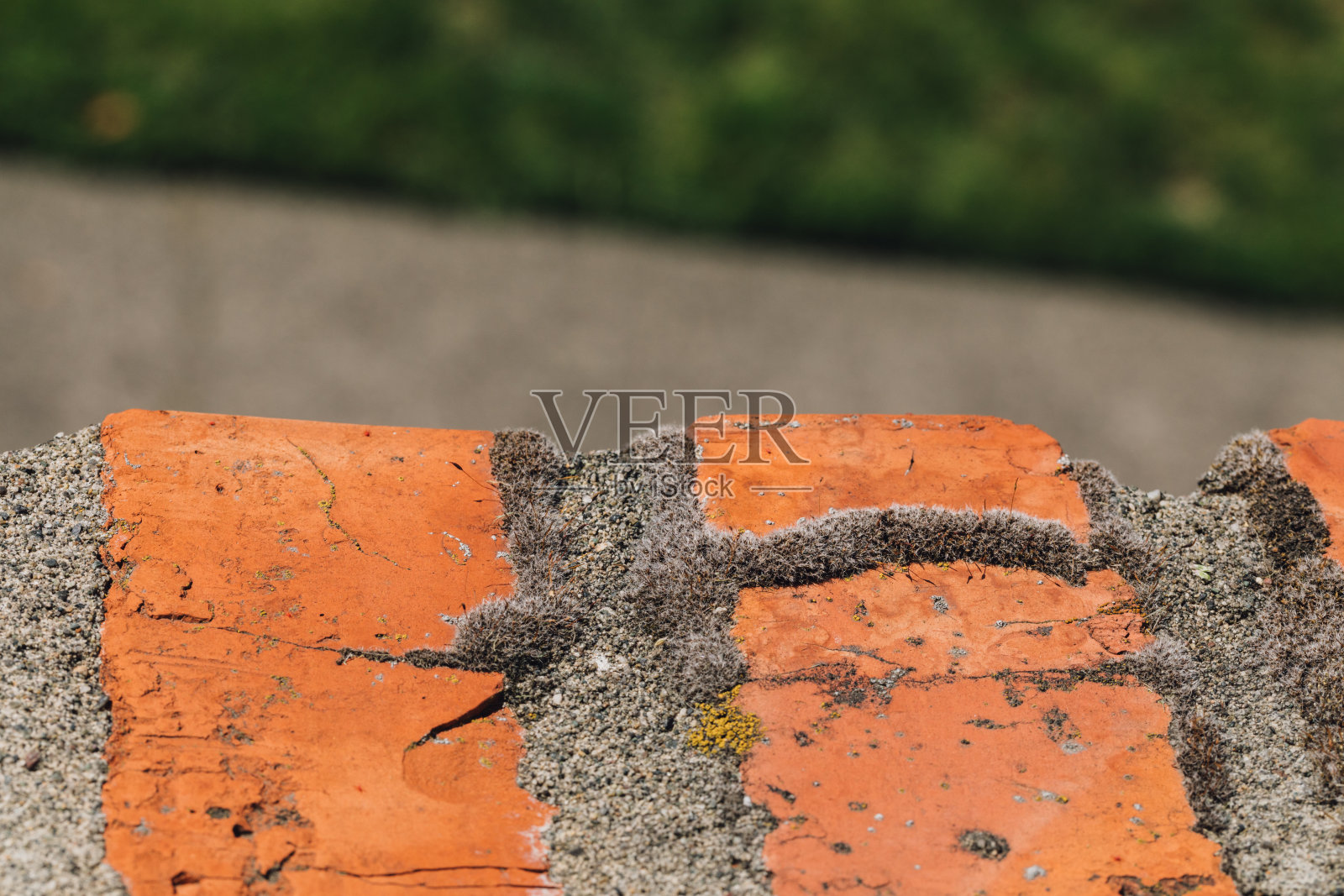 砖架上的灰苔照片摄影图片