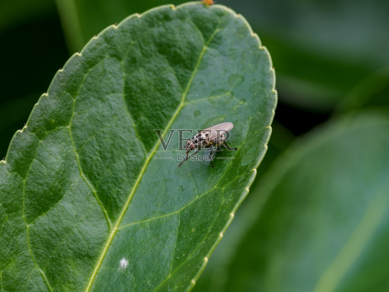 常见的飞照片摄影图片