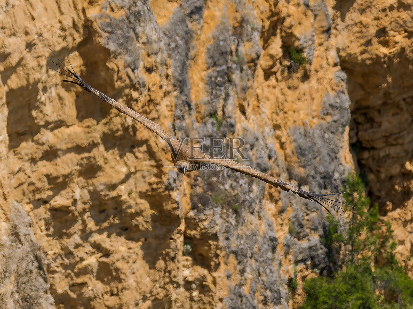 伊比利亚狮鹫秃鹫照片摄影图片