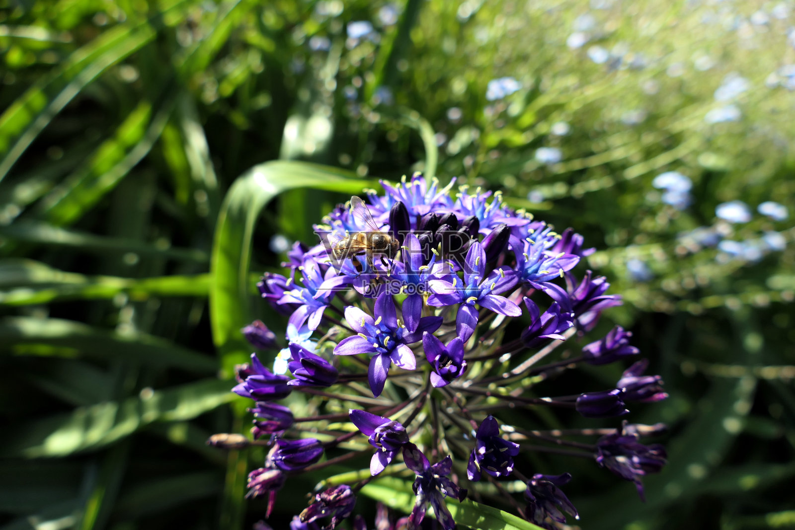 葡萄牙松鼠花上的蜜蜂(scilla peruviana)照片摄影图片