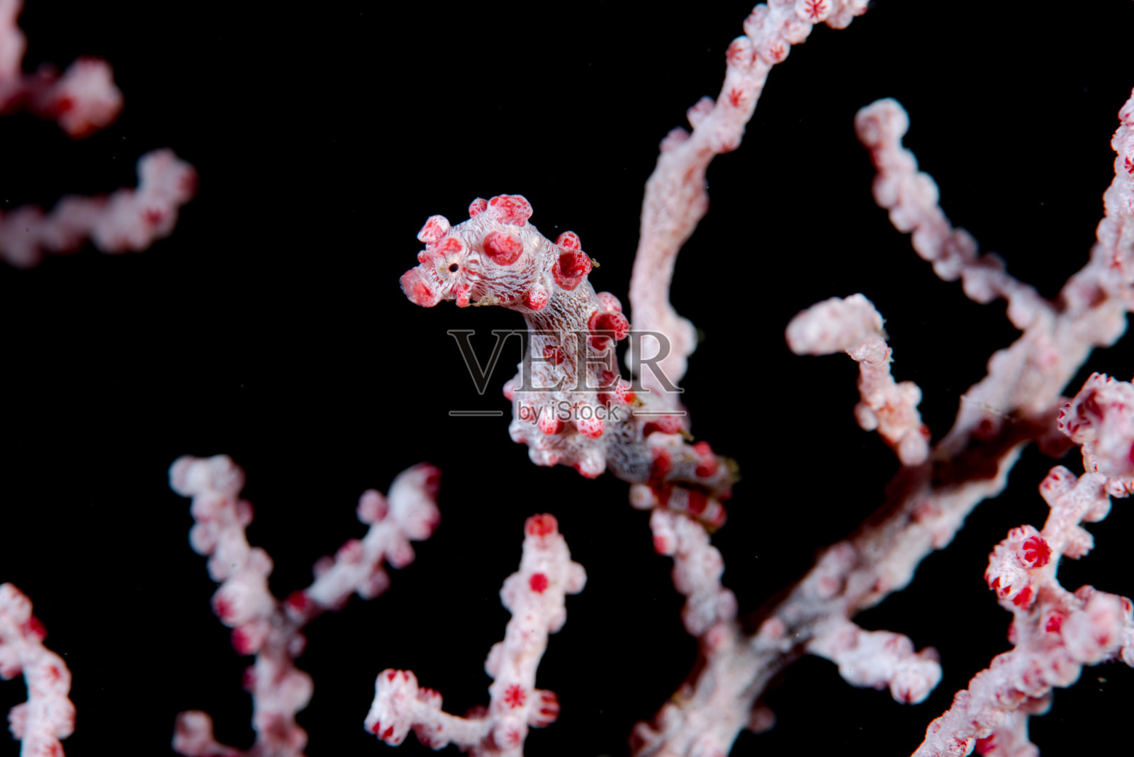 侏儒海马海马Bargibanti照片摄影图片