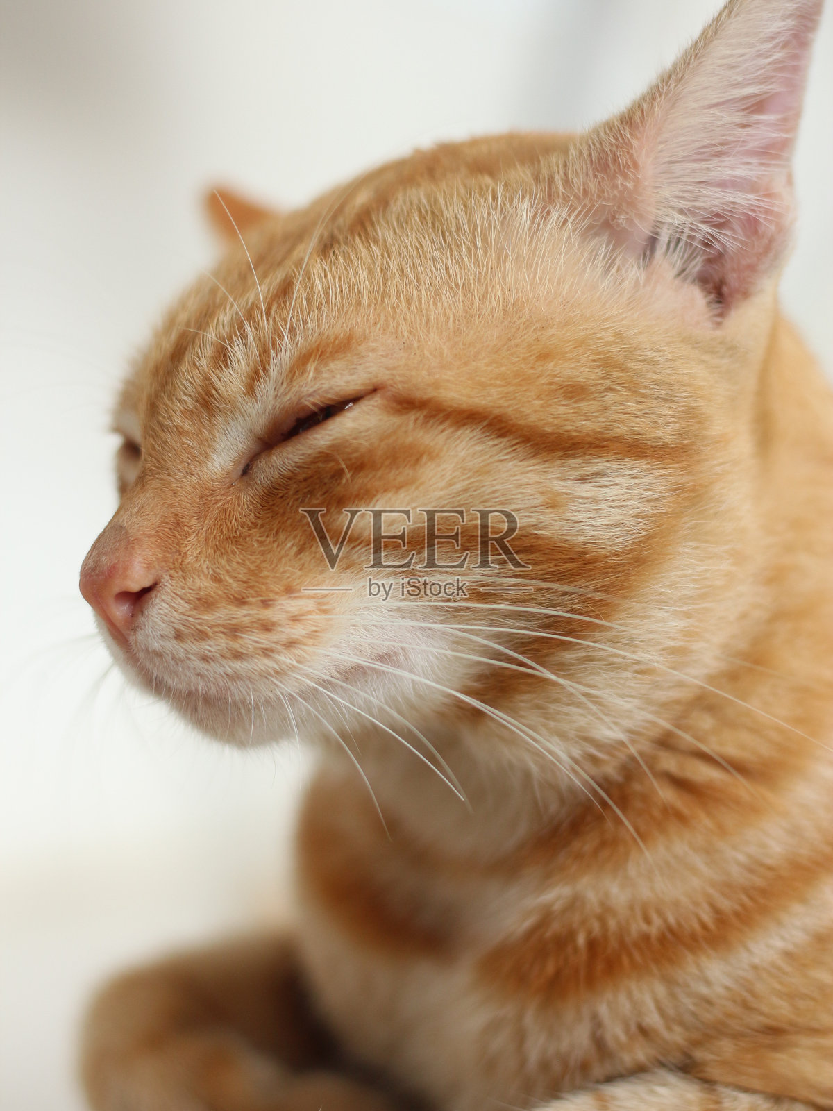 躺在地板上打瞌睡的红色雄性虎斑猫。照片摄影图片