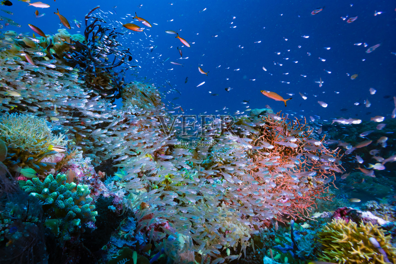 珊瑚礁水下景观照片摄影图片