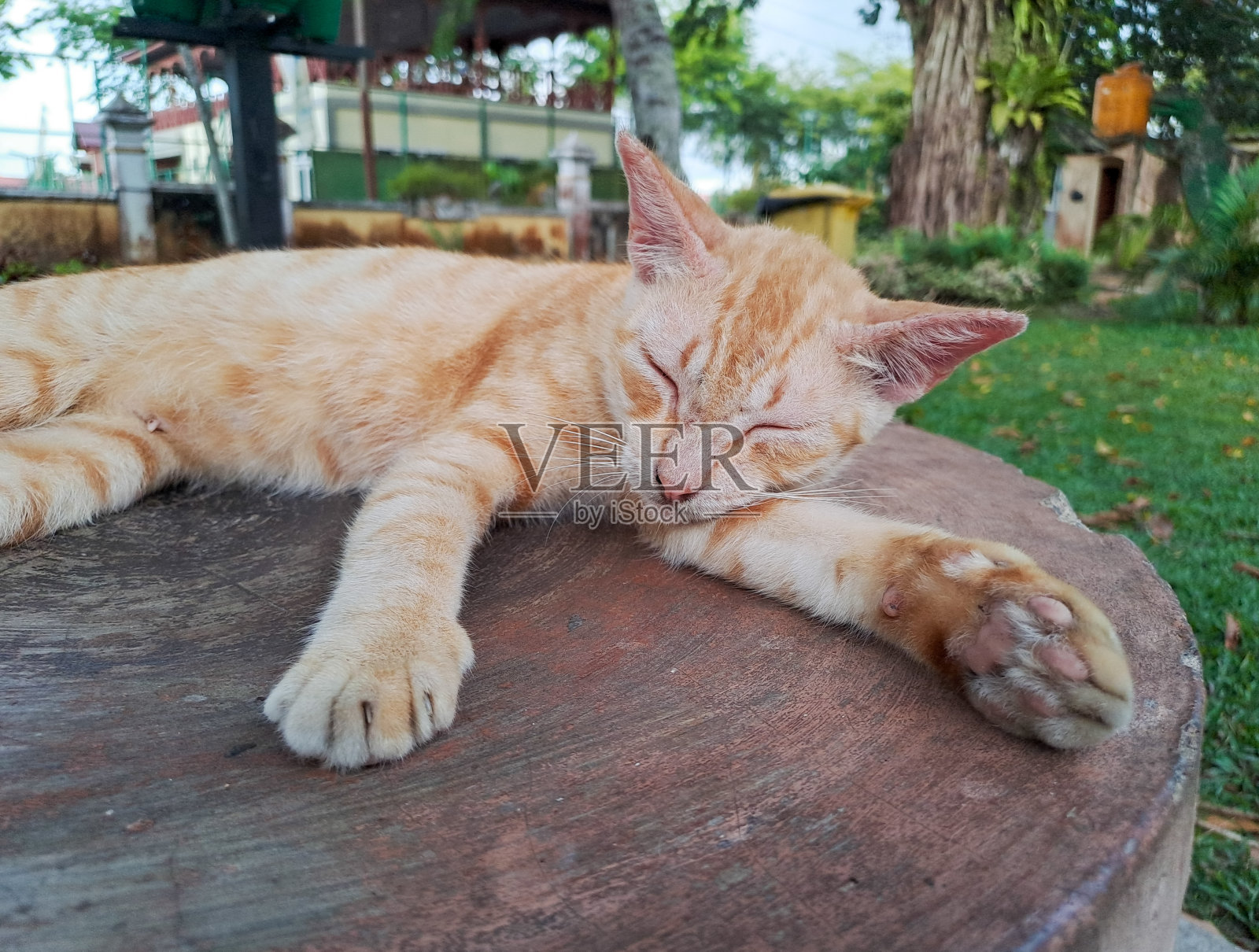 猫睡在公园里照片摄影图片