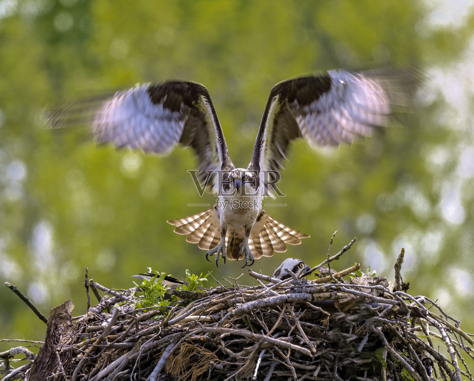 鱼鹰飞向鸟巢照片摄影图片