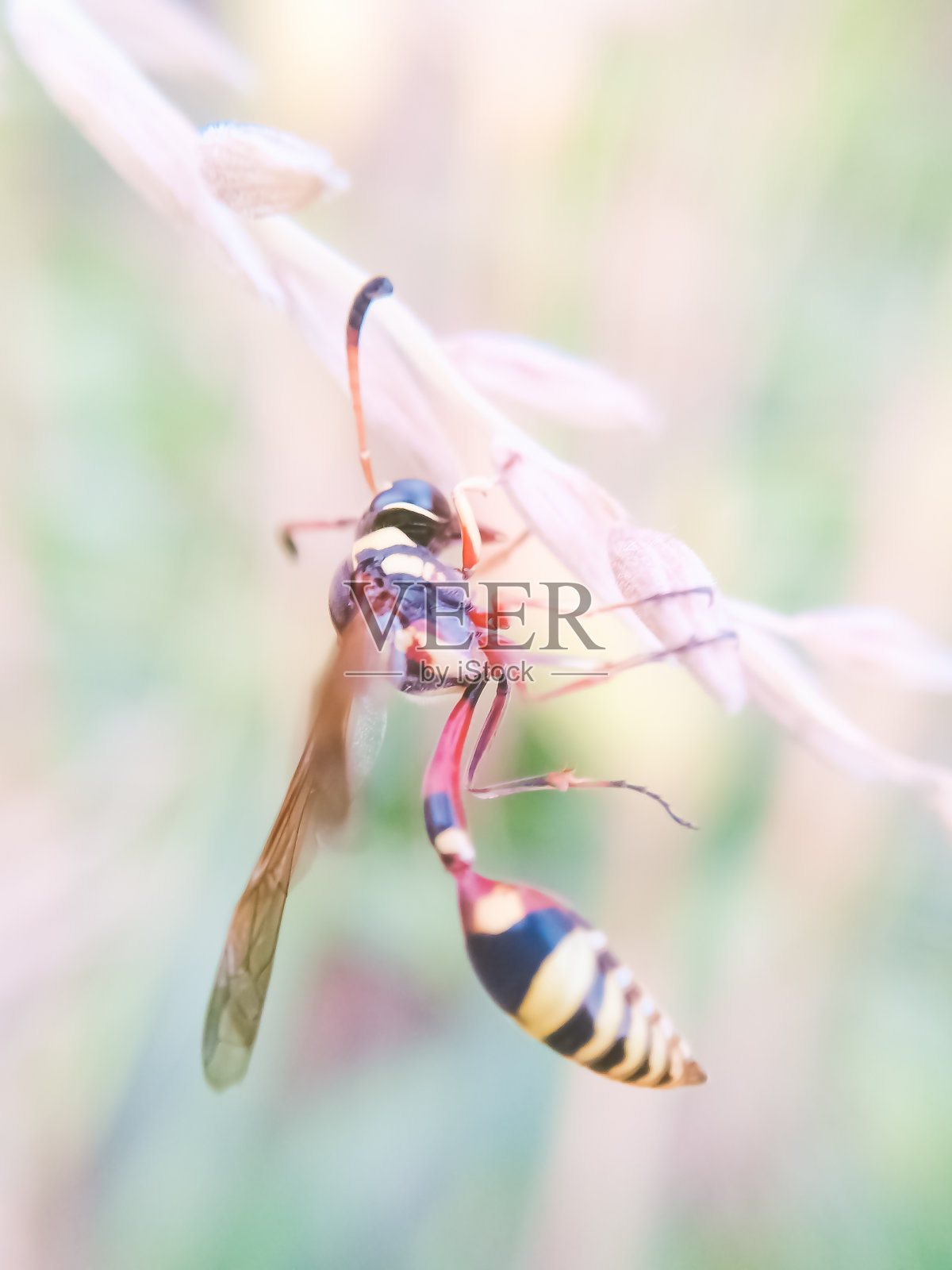 蜜蜂照片摄影图片