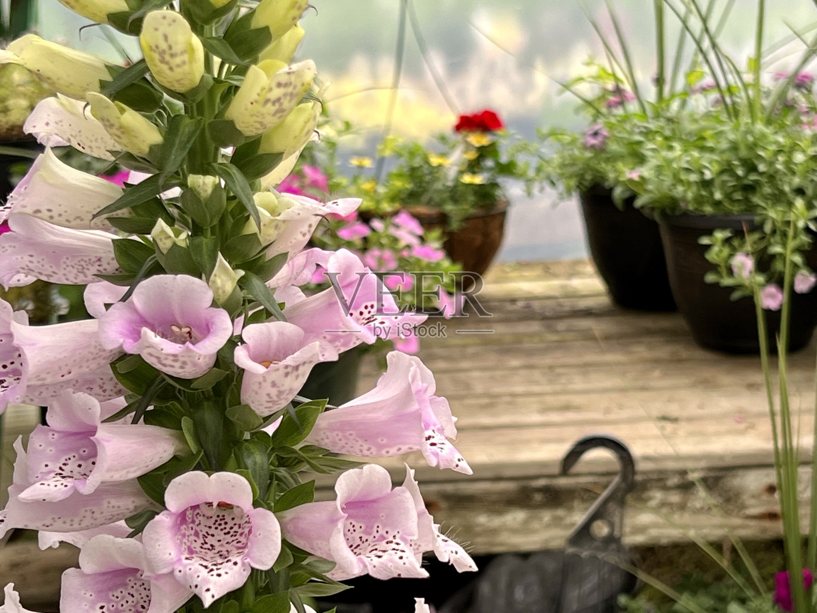 毛地黄花盛开照片摄影图片