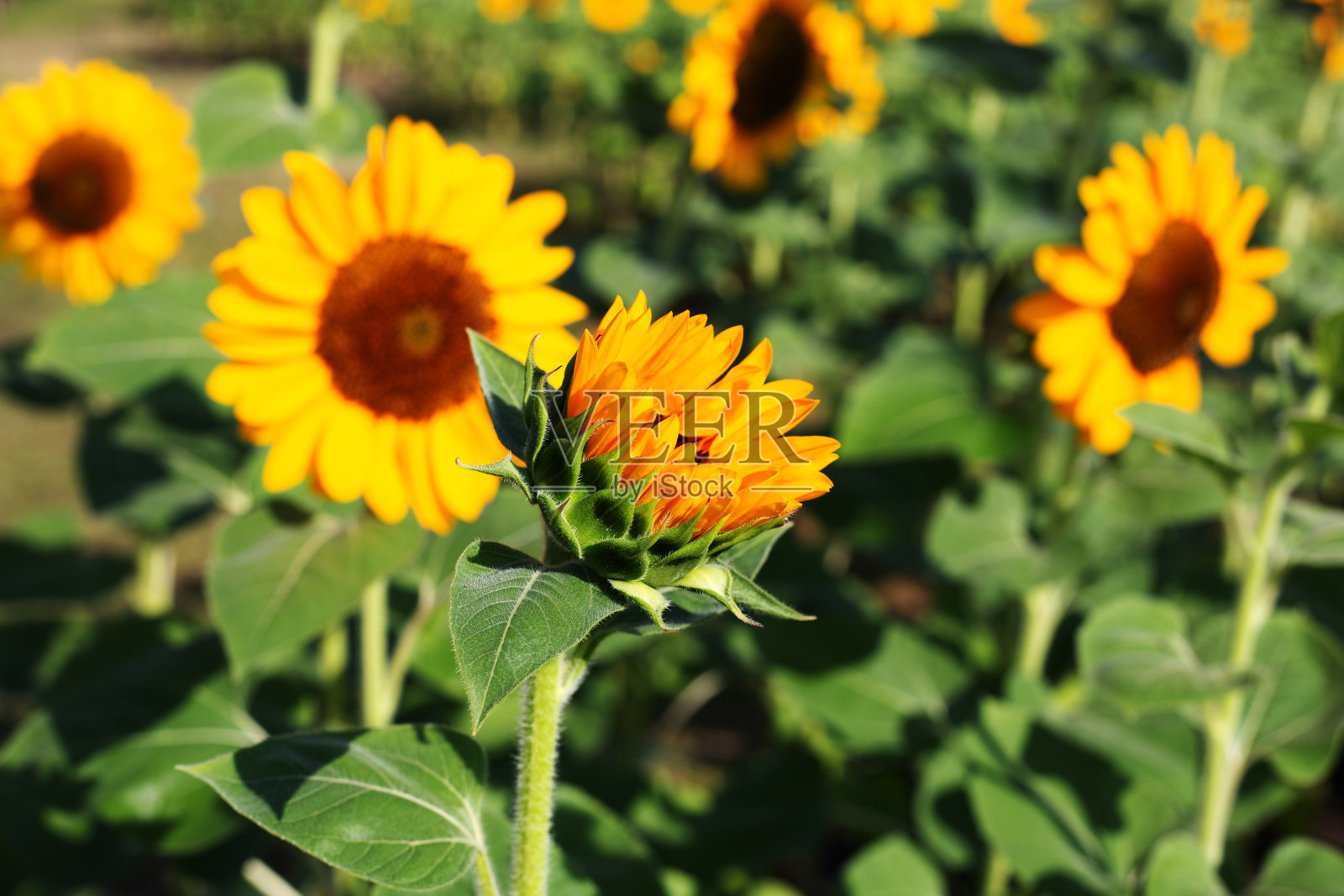 向日葵田，美丽的夏日风景。照片摄影图片