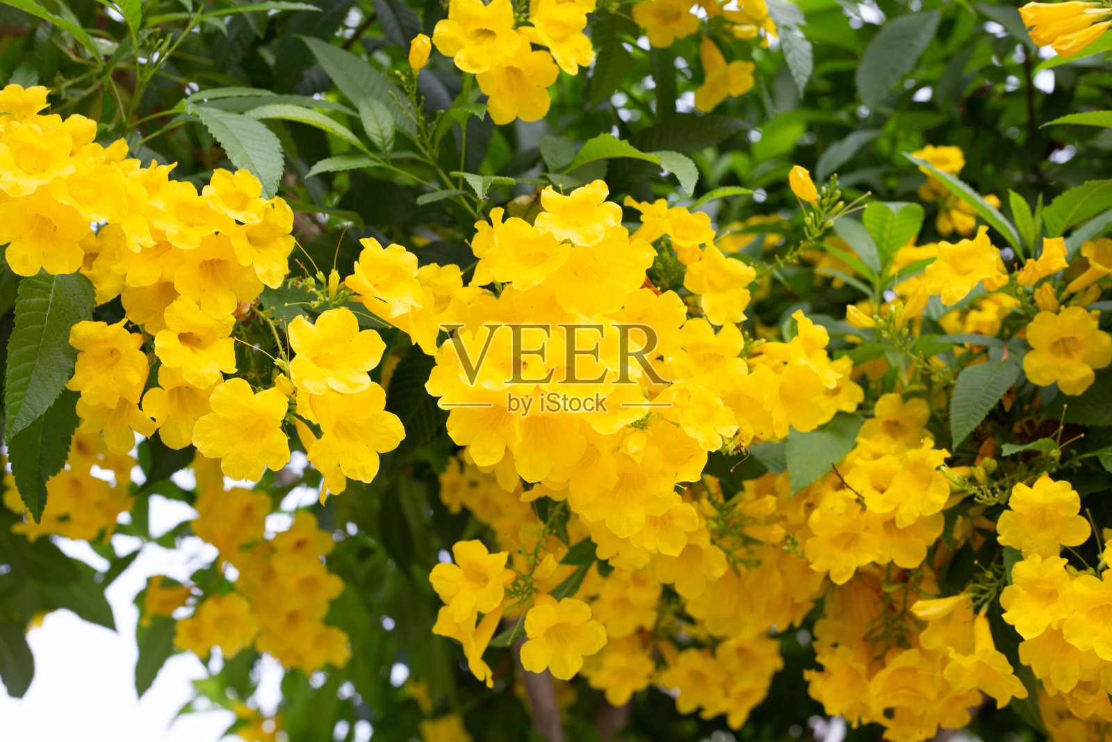 黄接骨木或喇叭花照片摄影图片