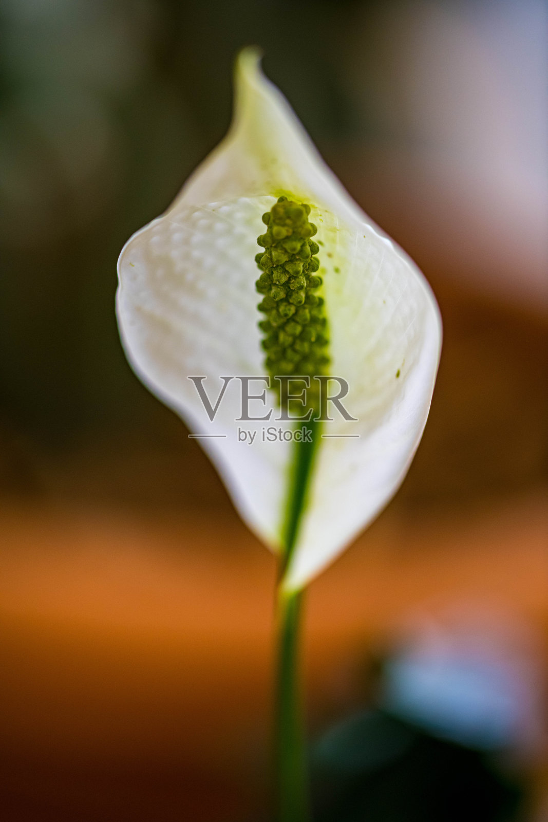 怀俄明州夏延植物园里美丽的花朵照片摄影图片