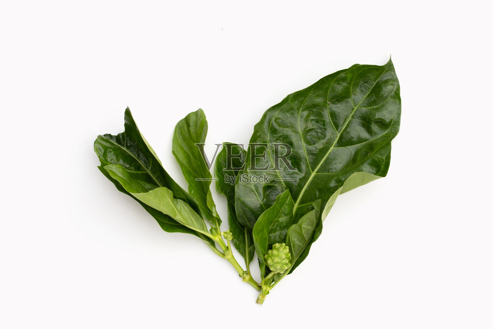 诺丽或桑葚叶在白色背景上。照片摄影图片