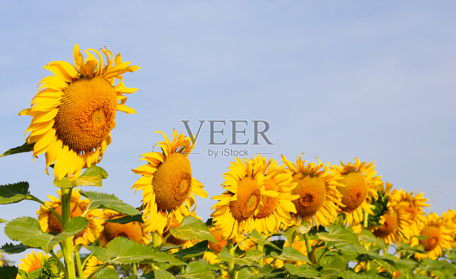 向日葵在蓝天下绽放。向日葵田照片摄影图片